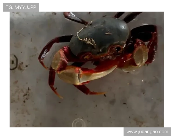 探索AG捕鱼的多样玩法和技能秘籍让你成为捕鱼高手的必看指南